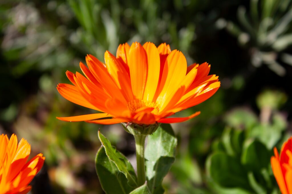 Pot Marigold flower